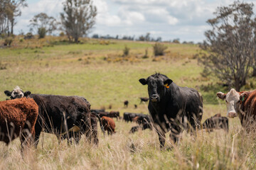 australian tasmanian cow farm Regenerative Beef Farming, Carbon neutral Ranching, and Soil Health