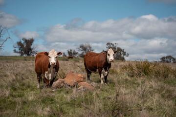 australian cows on a farm practicing Regenerative Beef Farming, Carbon Neutral Ranching, and Soil Health