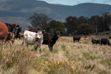 Fototapeta premium australian cows on a farm practicing Regenerative Beef Farming, Carbon Neutral Ranching, and Soil Health