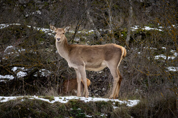 I Cervi di Villalago (L'Aquila)