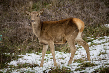 I Cervi di Villalago (L'Aquila)