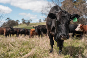 australian tasmanian cow farm Regenerative Beef Farming, Carbon neutral Ranching, and Soil Health