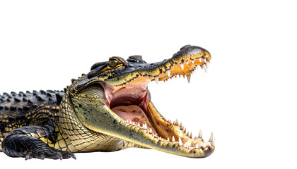 Obraz premium Dangerous wildlife closeup of an open mouth crocodile predator head with sharp teeth and yellow eye isolated on white background as a wild reptile carnivore