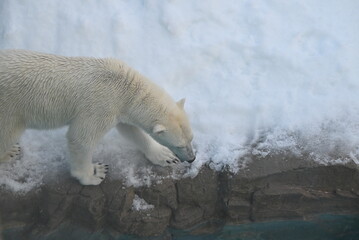 力強く歩くホッキョクグマ（しろくま）