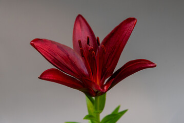 Fototapeta premium Rubinowa lilia w odcieniu szarości