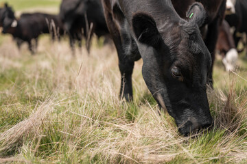 Fototapeta premium australian cows on a farm practicing Regenerative Beef Farming, Carbon Neutral Ranching, and Soil Health