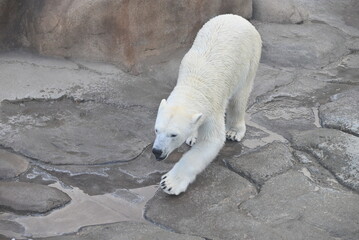 力強く歩くホッキョクグマ（しろくま）