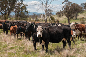 australian cows on a farm practicing Regenerative Beef Farming, Carbon Neutral Ranching, and Soil Health