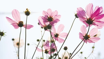 Pink cosmos flowers blooming against bright sky, soft floral spring nature background