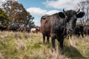 Obraz premium australian cows on a farm practicing Regenerative Beef Farming, Carbon Neutral Ranching, and Soil Health