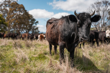 Obraz premium australian cows on a farm practicing Regenerative Beef Farming, Carbon Neutral Ranching, and Soil Health