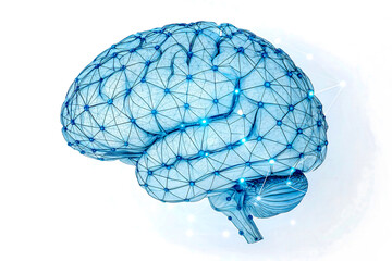3D medical illustration of a human brain and skull anatomy isolated on a white background showing a neurology scan for science and health