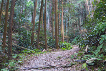 日本：静かな山道【石尊山～官ノ倉山ハイキングコース】埼玉県小川町