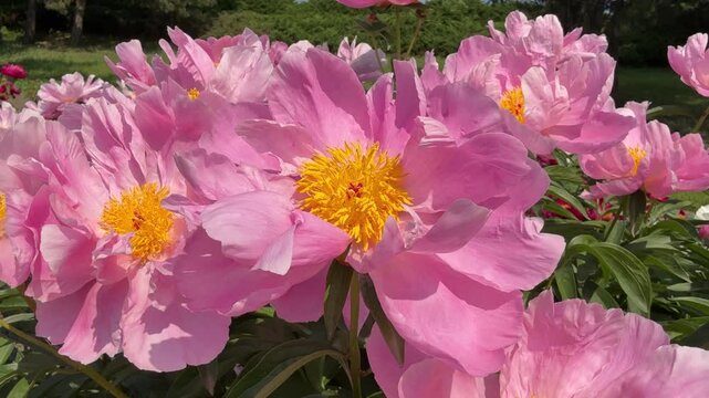 Amazing paeonia peonies flowers in may garden.