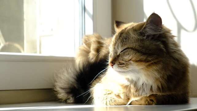 Tabby cat lay loose, lounging comfortably at the window on a sunny day. Soft morning light, easy fresh breeze, enjoying sun beam. Relaxing on the balcony floor and looking window. funny pets. Calmness