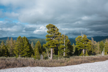Scenic view from large snowfield to coniferous trees on thawed ground against dark silhouettes of big forest hills far away under gray dramatic cloudy sky. Hilly woody scenery in changeable weather.