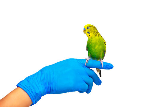 parrot on the finger of a veterinarian, ornithologist