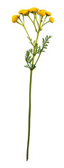 Fototapeta premium tansy flower, isolated on white background