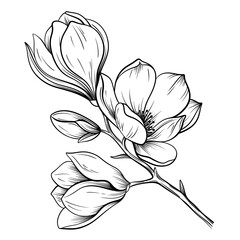 Hand drawn magnolia flower illustration, magnolia botanical vintage line art © Людмила Литвин