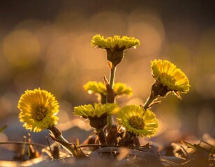 Group of vibrant yellow flowers, softly lit by golden sunlight, blooms amidst fallen leaves in a blurred forest background
