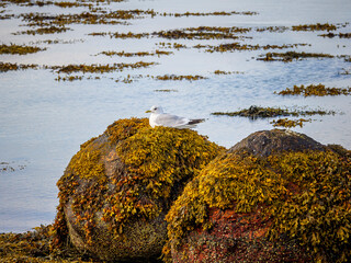 Seagull resting on seaweed covered rock in Scotland