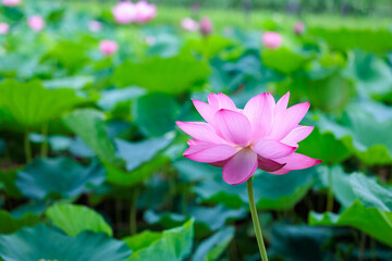 Fototapeta premium Beautiful pink lotus flowers blooming in a pond early in the morning.