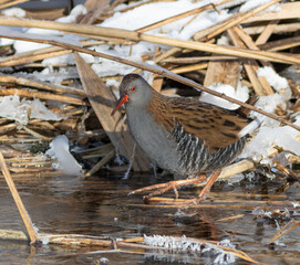Water rail, Rallus aquaticus. A bird walks across a frozen river in search of food
