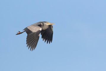 Grey heron, Ardea cinerea. A bird flies against the backdrop of a blue sky