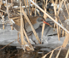 Water rail, Rallus aquaticus. A bird walks on the ice crust in the reeds, searching for food