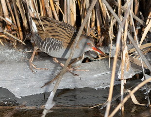 Water rail, Rallus aquaticus. A bird walks on the ice crust in the reeds, searching for food