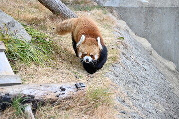 ふわふわの毛並みと愛くるしいレッサーパンダ