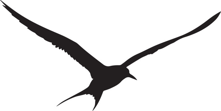 Tern in silhouette white background.