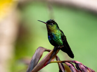 Obraz premium Feuerkehlkolibri (Panterpe insignis)