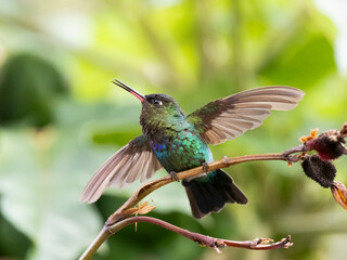 Obraz premium Feuerkehlkolibri (Panterpe insignis)