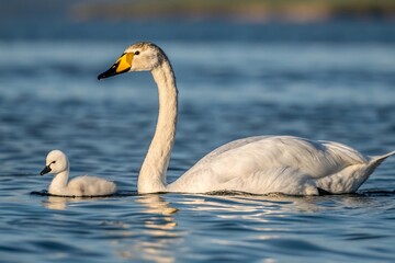 white swan swimming in the lake