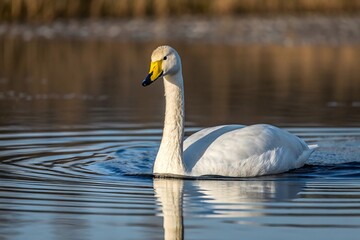 swan on the water