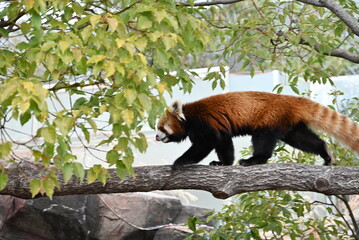 ふわふわの毛並みと愛くるしいレッサーパンダ
