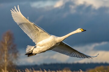 canadian goose in flight