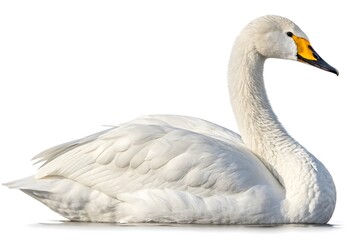 mute swan cygnus olor