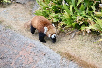 ふわふわの毛並みと愛くるしいレッサーパンダ