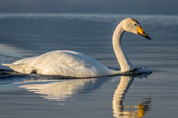 swan on the water