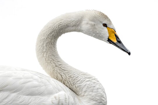 swan on white - Powered by Adobe