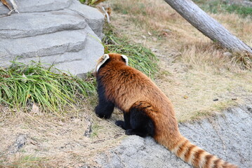 ふわふわの毛並みと愛くるしいレッサーパンダ