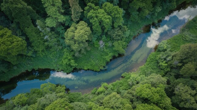 Aerial view of a serpentine river flowing through a dense forest