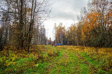 Obraz premium Bright birch forest in late autumn in cloudy weather