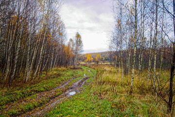 dirt road through forest after heavy rain