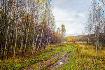 dirt road through forest after heavy rain