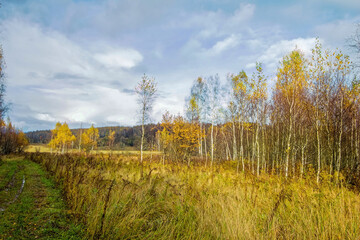 dirt road through forest after heavy rain
