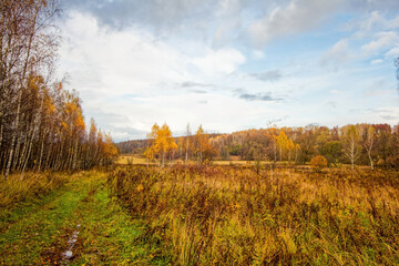 dirt road through forest after heavy rain