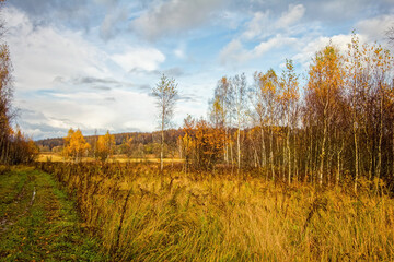 dirt road through forest after heavy rain